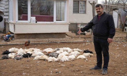 Tavukları için bağ evine geldi, gördüğü manzara karşısında şoke oldu: Sokak köpeği dehşeti kamerada