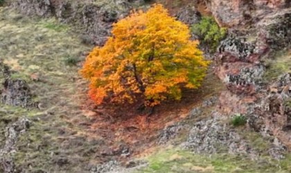 Tuncelide, koruma altındaki yaban keçileri ile ayı dron kamerasında