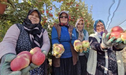 Türkiyenin elma deposunda son hasat yapılıyor