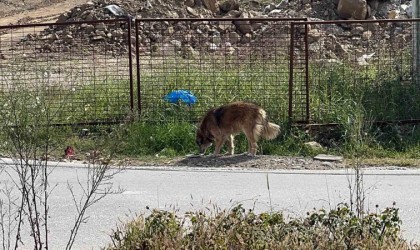 Üniversiteliler sokak hayvanlarını unutmadı