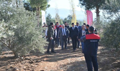 Vali Coşkun, Beyağaçta zeytin hasadına katıldı