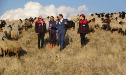 Vanın küçükbaş hayvancılığına 200 bin koyunla rekor destek