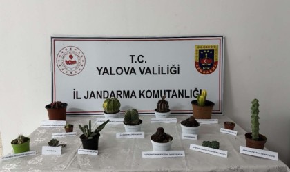 Yalovada 60 bin lira değerindeki 14 kaktüsü çalan zanlı yakalandı