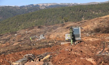 Yangında küle dönen Ilgaz Dağı yeniden yeşillenecek