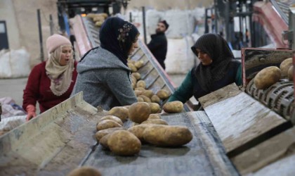 2024 yılında 6 milyon 500 bin ton patates üretimi yapıldı