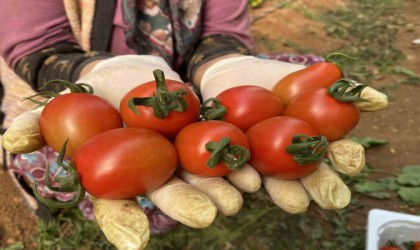 Aksuda 2024 yılı örtü altı tarım verilerinde büyük artış