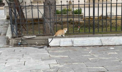 Batmanda kedi fareye diş geçiremedi