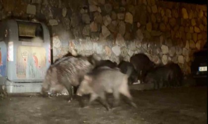 Bodrumda aç kalan yaban domuzları mahalleleri mesken tuttu