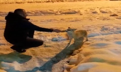 Eksi 18 derece havada yiyecek arayan tilkiyi vatandaş elleriyle besledi