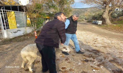 Erdekte kayalıklarda mahsur kalan koyun kurtarıldı