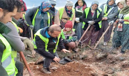 Hisarcıkta 43 bin 300 fidan toprakla buluştu