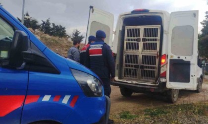 Kırıkkalede dövüştürülen köpekler kurtarıldı, sorumlulara para cezası uygulandı