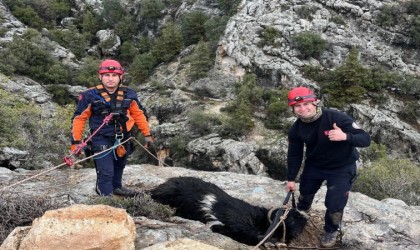 Uçurumda mahsur kalan keçi, itfaiye ekiplerince kurtarıldı