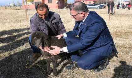 Vanda koyunculuk projesi başarıyla devam ediyor