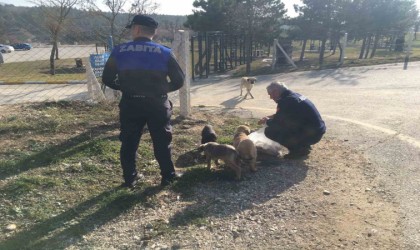 Zabıta ekipleri, sokak hayvanlarını besledi