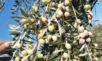 Zeytin üreticisi destek bekliyor