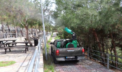 Alanya Belediyesi çam kese böceğine önlem aldı