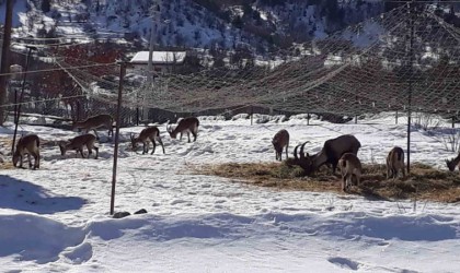 Antalyanın ürkek misafirleri yaban keçileri mahalleye indi