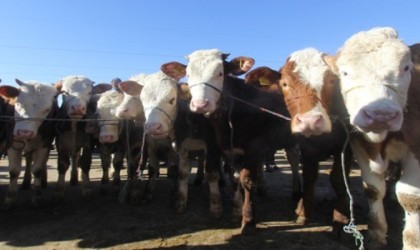 Bayburtta canlı hayvan nakli yapan nakil aracı sürücülerine ve bakıcılarına eğitim verilecek