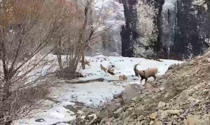 Dağ keçisi sürüsü görenleri şaşırttı