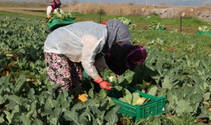 Efeler Belediyesinin karnabaharları hasat edildi