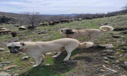 Elazığda avcılar bir kangalı telef edip birini de yaraladı