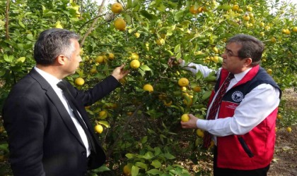 Fiyatı 5-6 TLye düşen limona talebi artıracak denetimler başladı