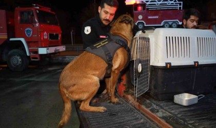 Hassas burunlu köpekler arama-kurtarma çalışmaları için Konyaya hareket etti