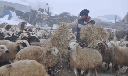 Karsta küçükbaş hayvancılık yapanlar çoban bulmakta zorluk çekiyor