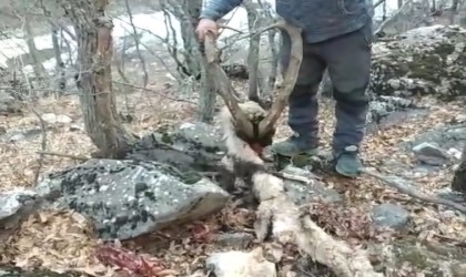 Koruma altındaki keçinin öldürülmesine vatandaş tepki gösterdi