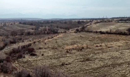 Malatyada yaban domuzları ekili arazilere zarar verdi