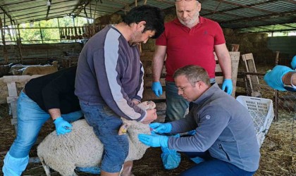 Muğlada akabane hastalığına karşı önlemler alındı