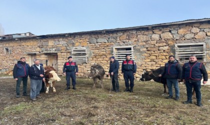 Sivasta büyükbaş hayvan çalan 4 kişi tutuklandı