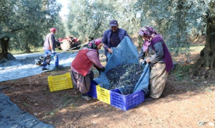 Zeytinyağı ihracatı hızlı gidiyor, ABDye ihracat 5 katına ulaştı